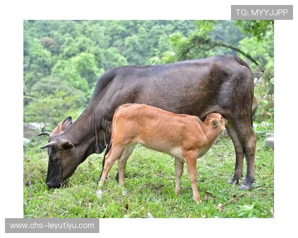 乐投集团：积极布局国际市场推动体育娱乐产业全球化发展